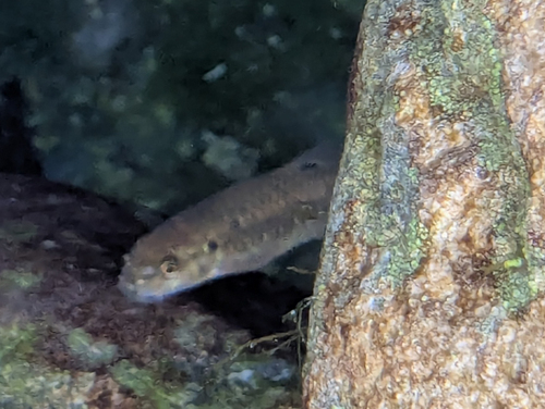 Longfin garra (Garra longipinnis) — Cyprinidae — 2