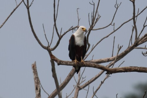 iNaturalist: (c) justGoron, some rights reserved (CC BY-NC), uploaded by justGoron iNaturalist image