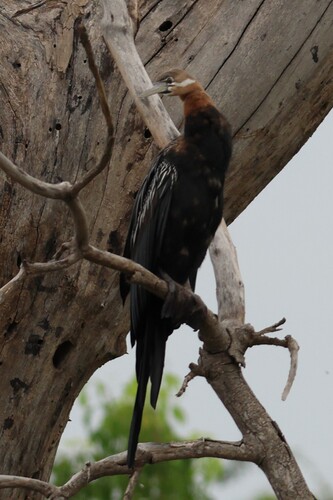 iNaturalist: (c) justGoron, some rights reserved (CC BY-NC), uploaded by justGoron iNaturalist image