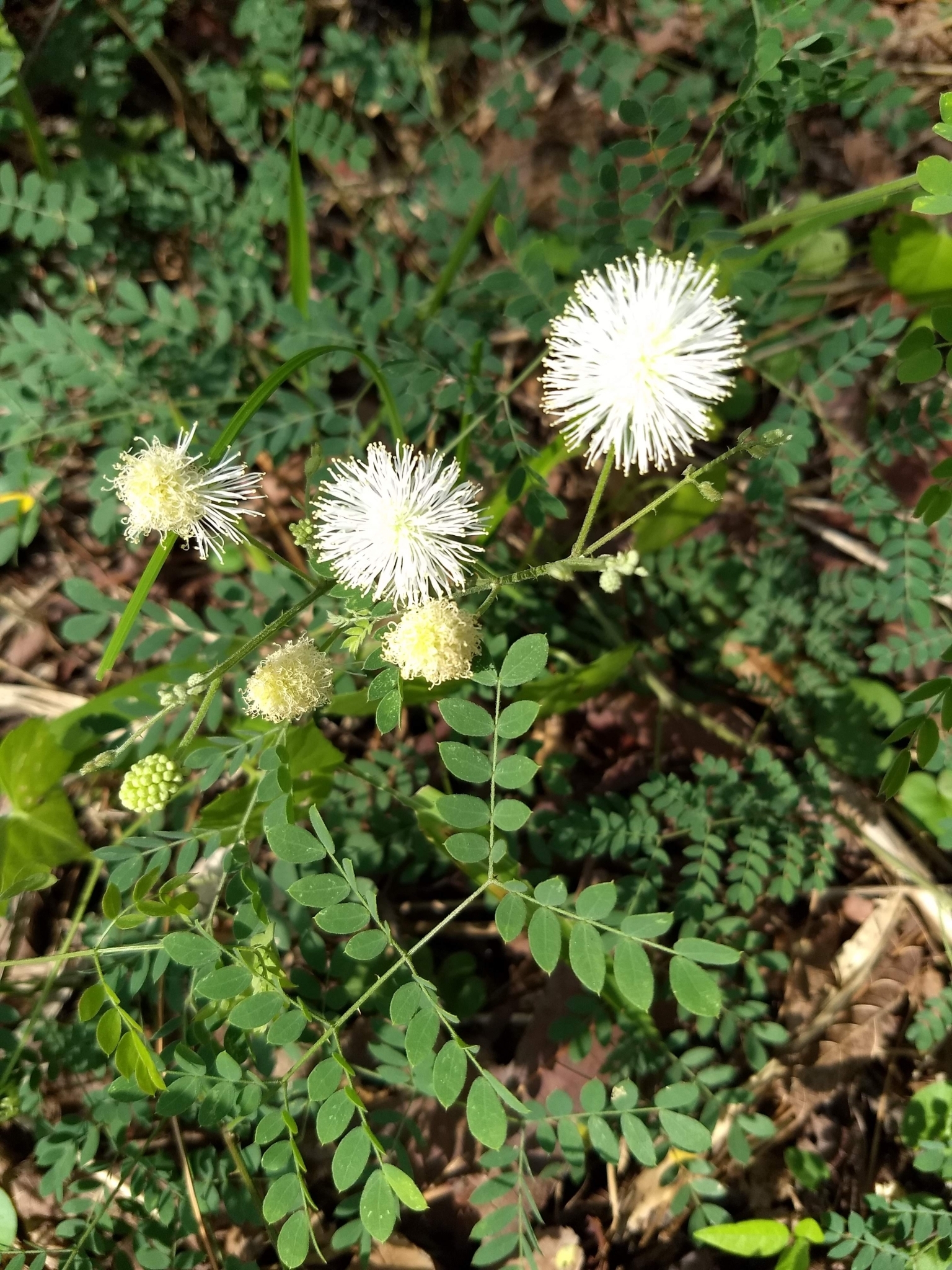 Mimosa malacophylla
