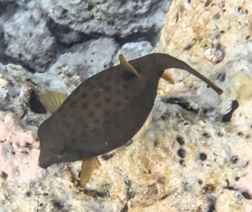 Ostracion cubicum