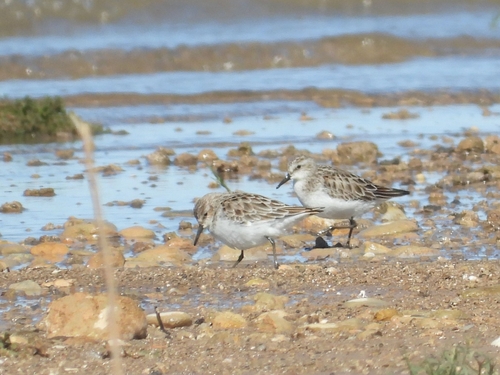 iNaturalist: (c) kamel torki, some rights reserved (CC BY-NC), uploaded by kamel torki iNaturalist image