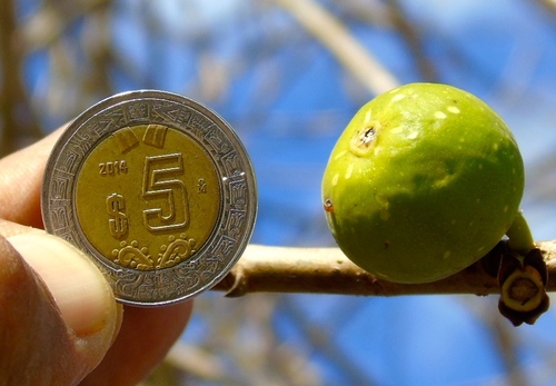 Ficus crocata (Ficus crocata)
