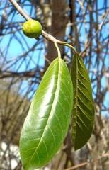 Ficus crocata