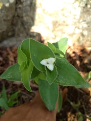 Tradescantia brevifolia