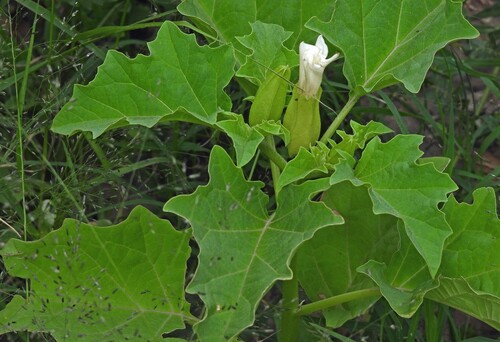 Fierce Thorn-Apple (Datura ferox)