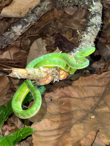 Trimeresurus hageni, 2026-03-21
