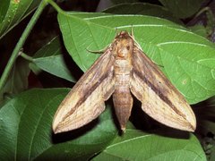 Xylophanes turbata