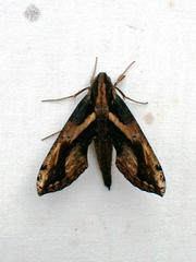 Xylophanes ceratomioides