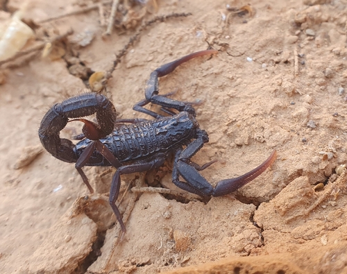 Hottentotta gentili