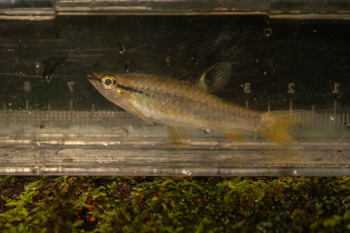 Pyrrhulina brevis — Lebiasinidae
