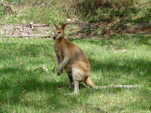 Agile Wallaby, photo 3 of 8