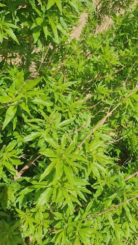 Lilac chaste tree