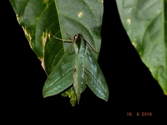Xylophanes belti