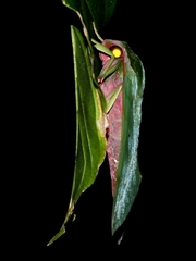Xylophanes belti