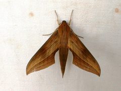 Xylophanes libya