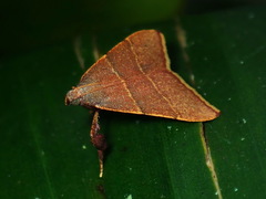 Caphys bilineata