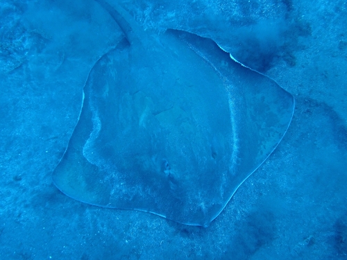 Brown Stingray