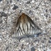 Pterolocera amplicornis - Photo (c) Russell Massang,  זכויות יוצרים חלקיות (CC BY-NC), הועלה על ידי Russell Massang
