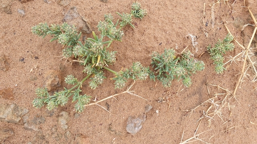 Harras (Gymnocarpos sclerocephalus)