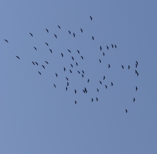 iNaturalist: (c) bjoern1982, some rights reserved (CC BY-NC), uploaded by bjoern1982 iNaturalist image