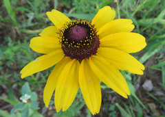 Rudbeckia hirta pulcherrima