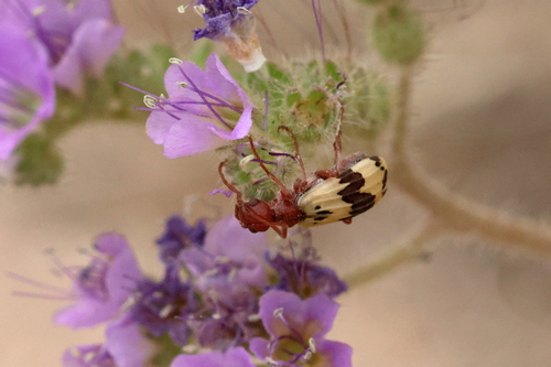 Pleuropasta reticulata