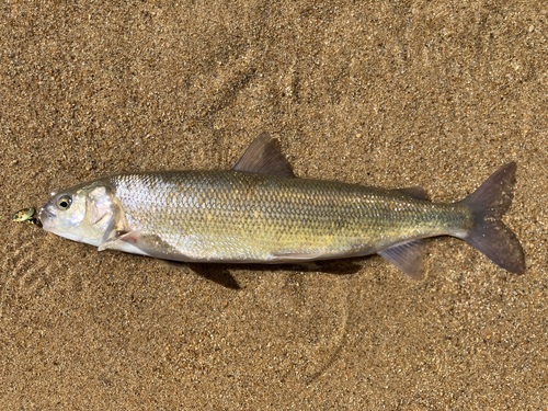 Grayling (Prosopium williamsoni) — Salmonidae — 3