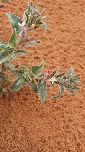 Callous-leaved Gromwell (Moltkiopsis ciliata)