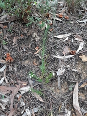 Platysace linearifolia