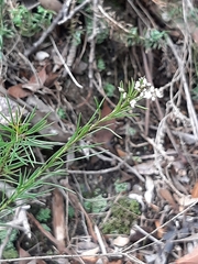 Platysace linearifolia