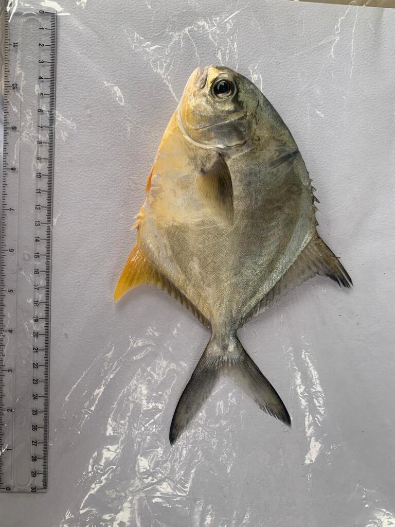 Blackblotch pompano (Trachinotus kennedyi) — Carangidae