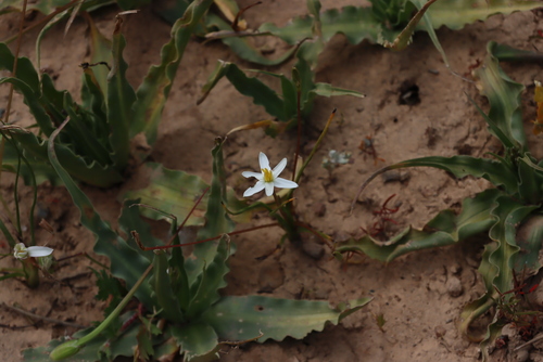 White Gold Capestar (Pauridia serrata)