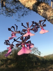 Encyclia cordigera image