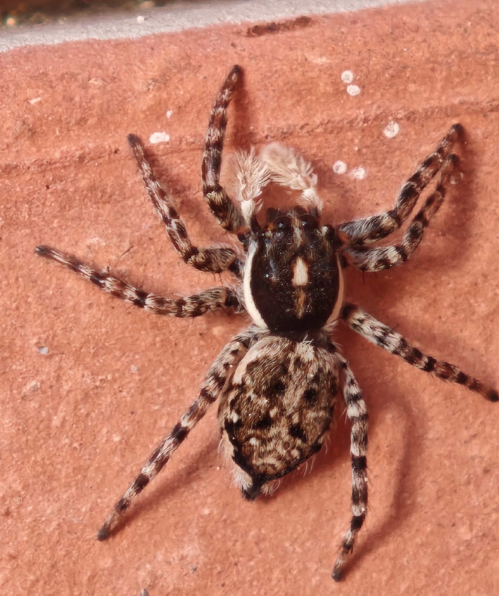 Araña atrapamoscas del Mediterráneo