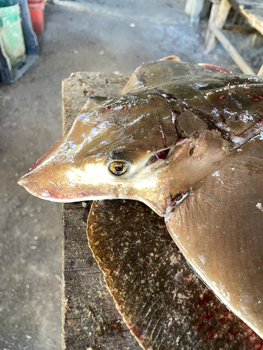 Snouted eagle ray (Myliobatis longirostris) — Myliobatidae — 3