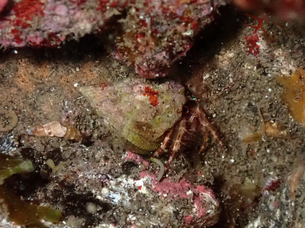 Tritia denticulata