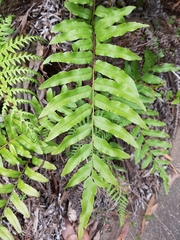 Blechnum ambiguum