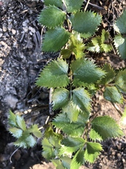 Tauschia arguta