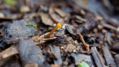 Chloroscypha alutipes