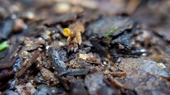 Chloroscypha alutipes