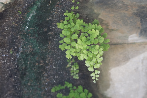 black maidenhair fern