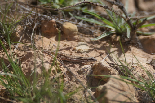 Western Snake-eyed Lizard