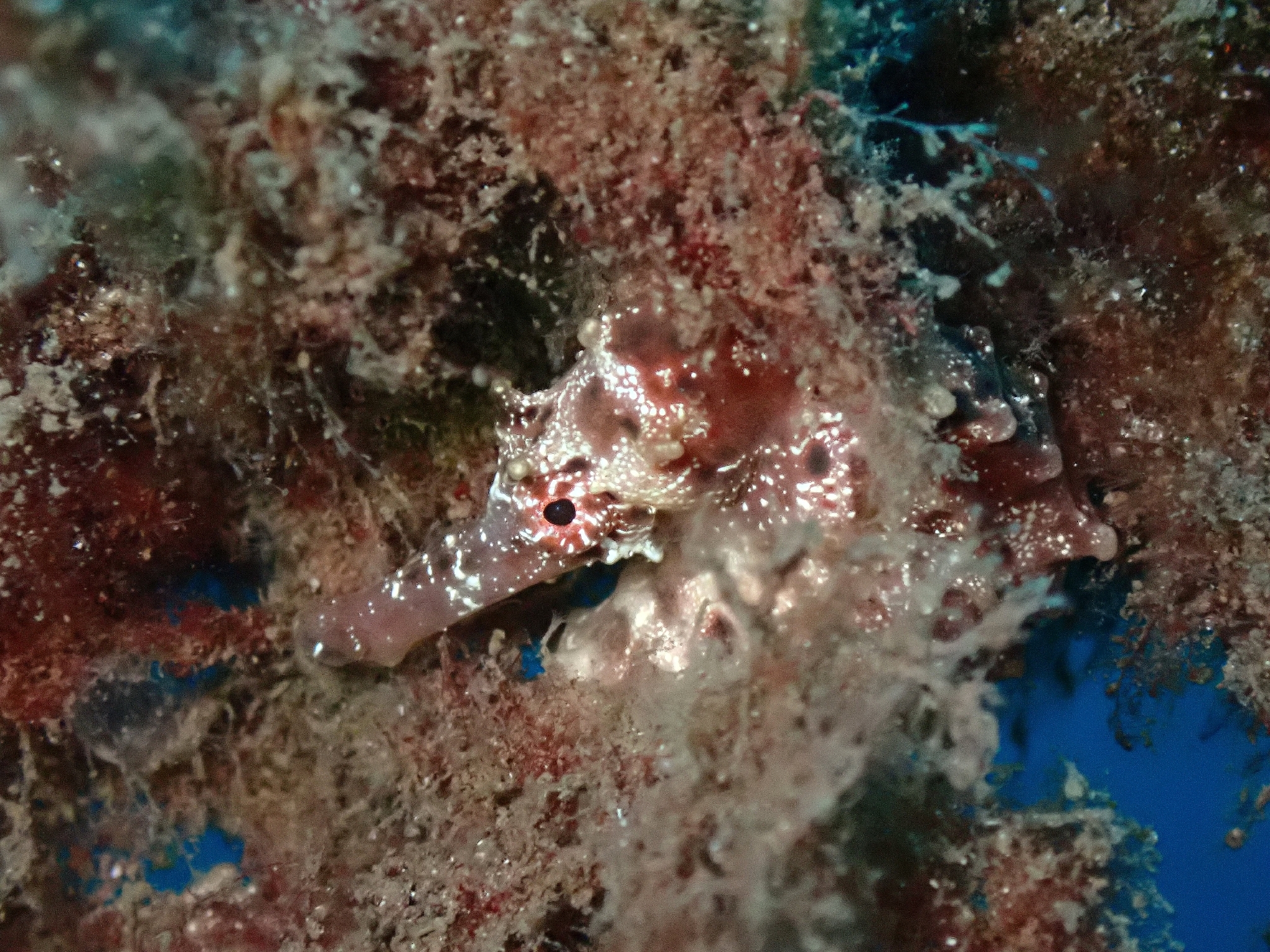 Caballito de mar de África occidental