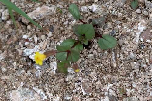 Tinytooter Monkeyflower (Erythranthe cordata)