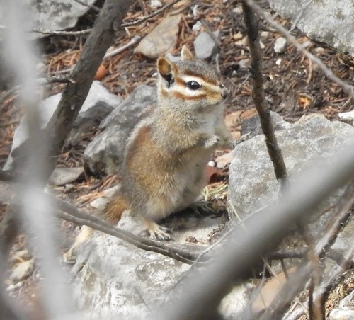 Sierra del Carmen Chipmunk