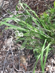 Platysace linearifolia