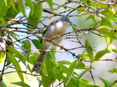 Chirinda Apalis photo 3