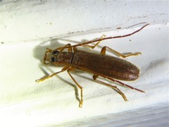 Sparedrus aspersus