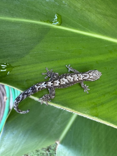 Lepidodactylus lugubris observed 2026-03-31